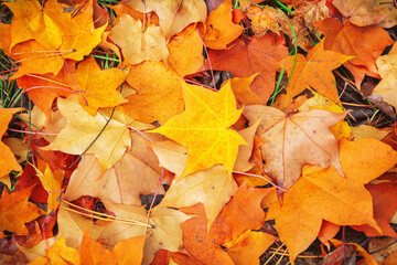 Fallen red, yellow, brown maple leaves create a beautiful autumn carpet in the park and forest
