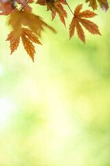 Nature of autumn leaf on blurred background in garden using as background natural autumn plants landscape wallpaper