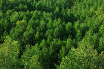 Fototapeta premium 新緑の森