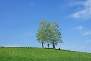 Fototapeta na wymiar 草原の木立