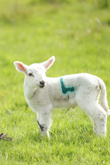 Obraz premium Spring Lamb