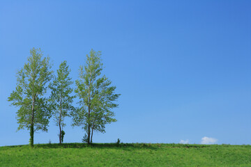 Obraz premium 草原の木立