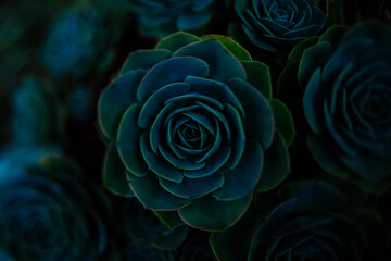 Green and blue succulents on black background. Desert plants. Geometrical plants.