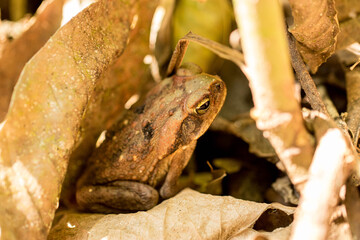 Naklejka premium brown frog camouflaged