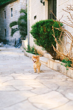 Small Red Dog On The Asphalt Near The House.