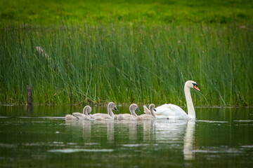Swan and signets