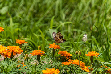 swallowtail butterfly perched in marigold