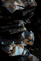 Seagulls on sea cliff