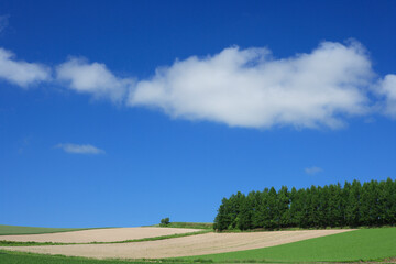 Fototapeta premium 田園風景