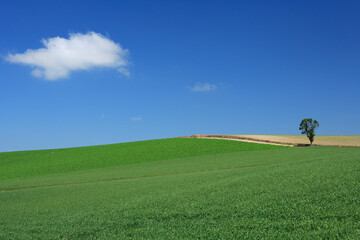 一本の木と麦畑