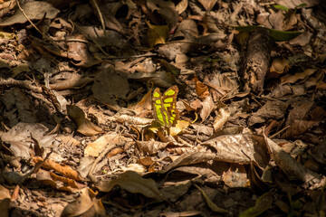 yellow and black butterfly