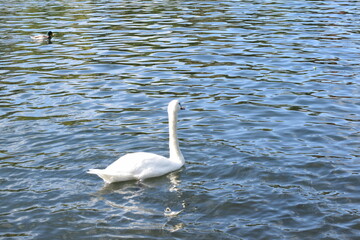 swan on the lake