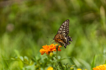 swallowtail butterfly perched in marigold