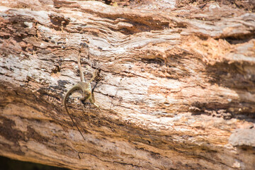 wild lizard camouflage on trunk