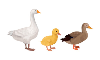 Obraz premium Feathered Goose and Duck as Farm Bird Walking in Yard Vector Illustration Set
