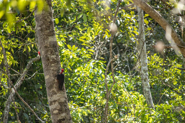 red headed woodpeckers pecking a tree
