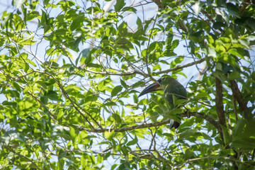 wild green toucan