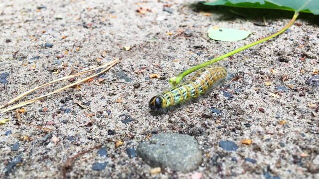 Phalera bucaphala larvacrawling on the ground