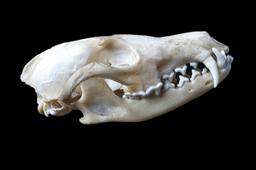 Naklejka premium Animal skull, tribal