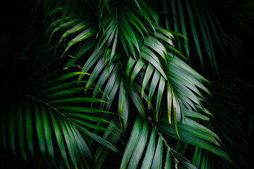 Deep green palm tree leaves texture. Tropical and fresh background.