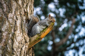 Squirrel hanging out on the branch of a tree