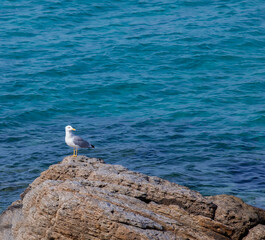 Fototapeta na wymiar Seagull standing on a beach rock looking sideways. Ocean in the background. Copy Space. Stock Image.