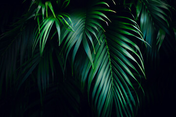 Deep green palm tree leaves texture. Tropical and fresh background.
