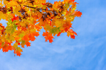 Naklejka na ściany i meble Maple tree with autumn Golden leaves.