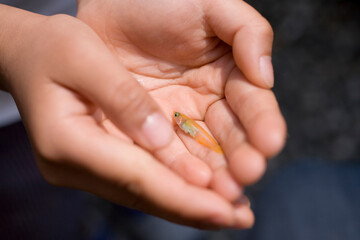 メダカを乗せる子供の手