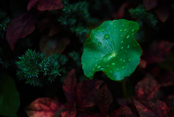Close-up view water drops on the green leaf of Indian pennywort