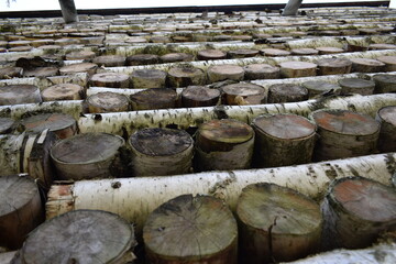 Fototapeta premium stack of logs