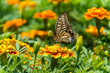 swallowtail butterfly perched in marigold