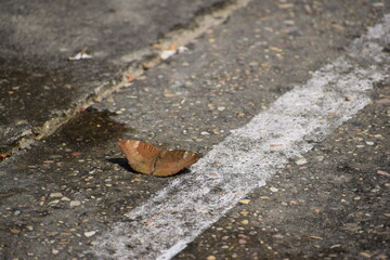 butterfly on the ground
