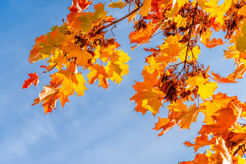 Maple tree with autumn Golden leaves.