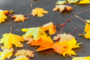 Maple autumn leaves lying on the si