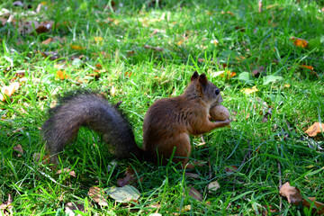 squirrel on the grass