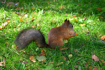 squirrel on the grass