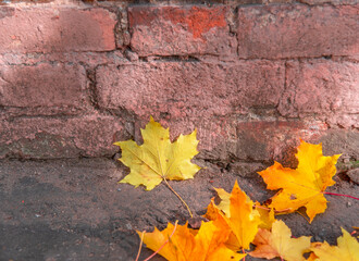 Autumn maple leaves lying near the wall.