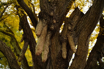 Autumn yellow Chichi Icho, Breast Ginkgo, is in japan. Branch shape likes breast. Yellow leaves are beautiful.