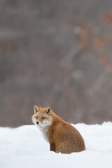 キタキツネ 冬 雪の中 北海道