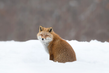 キタキツネ 冬 雪の中 北海道