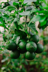 Green limes on the branch growing in the gardens