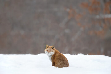 キタキツネ 冬 雪の中 北海道