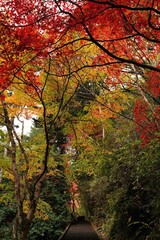 Red and yellow autumn color leaves and stairs are in mountain in Chichibu, Saitama, Japan. Red maple festival is in November.