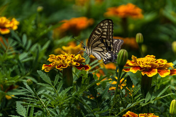 swallowtail butterfly perched in marigold