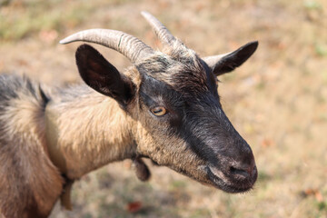 portrait of a goat Close-up