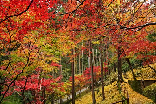 Red and yellow autumn color leaves and stairs are in mountain in Chichibu, Saitama, Japan. Red maple festival is in November.