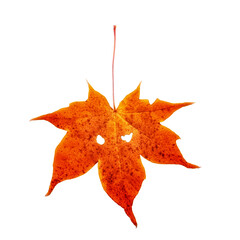 Red autumn maple leaf is located on a white background. There are two eye-like holes on the sheet