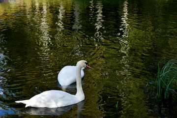 Fototapeta premium white swan on the lake