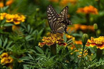 swallowtail butterfly perched in marigold